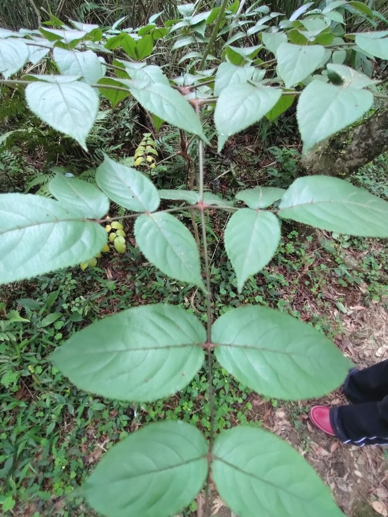 Aralia armata photo 7