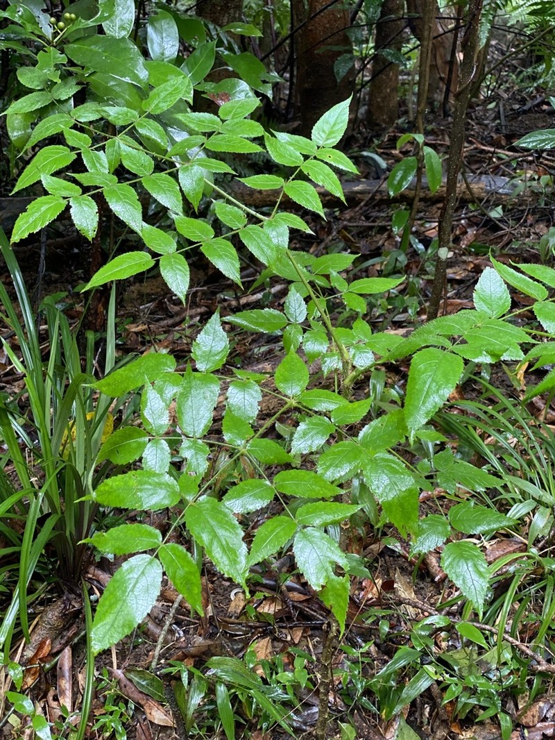 Aralia armata photo 8