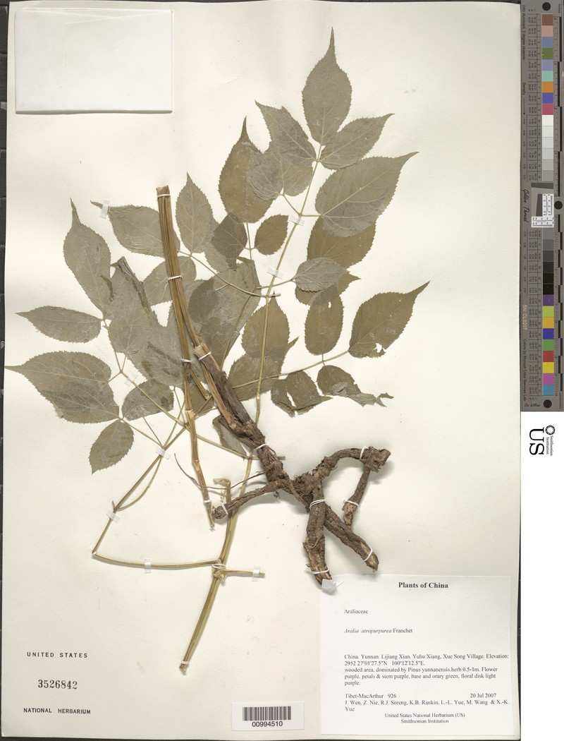 Aralia atropurpurea photo 3