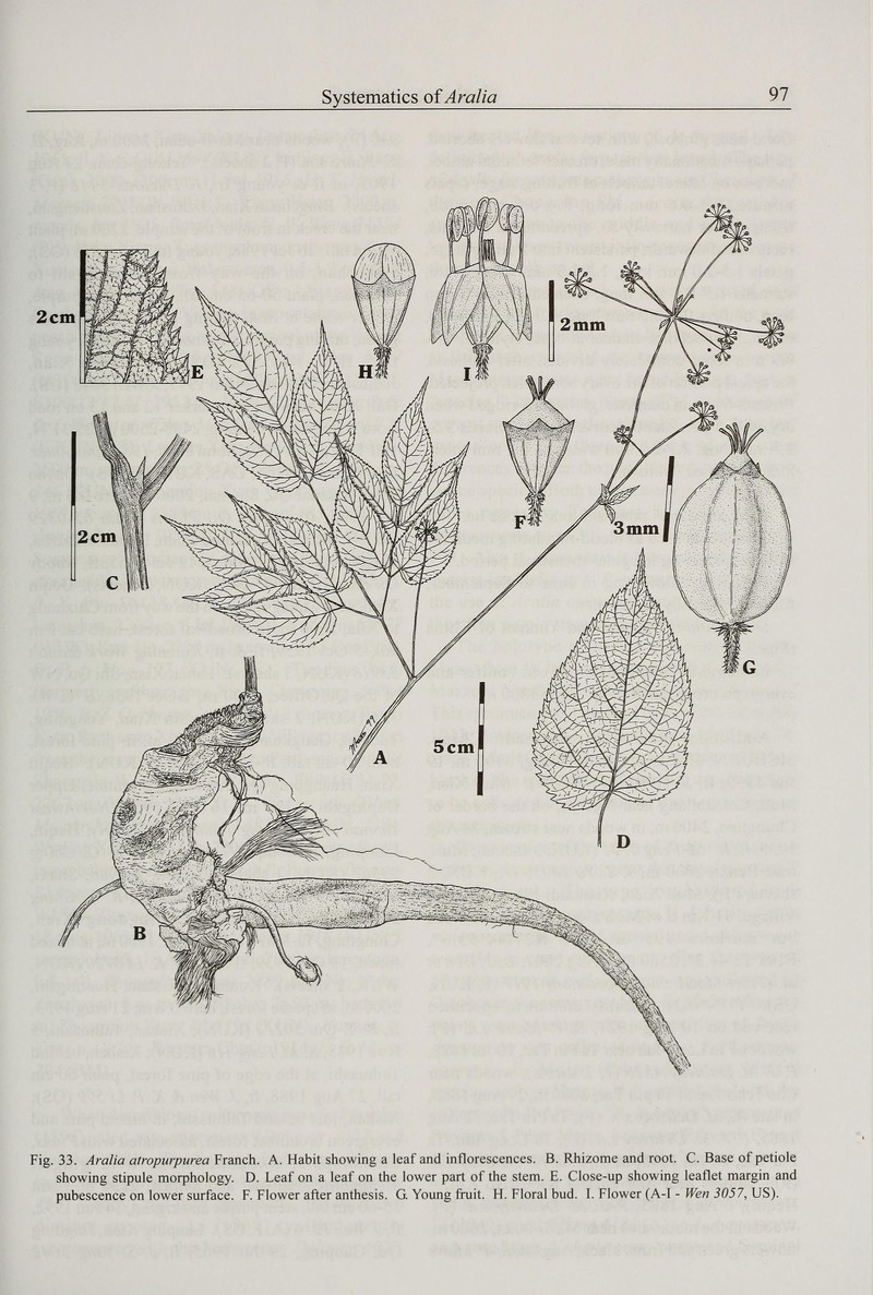 Aralia atropurpurea