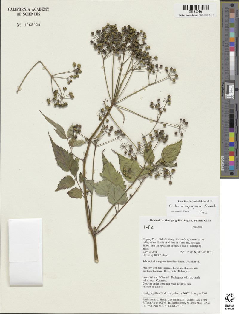 Aralia atropurpurea