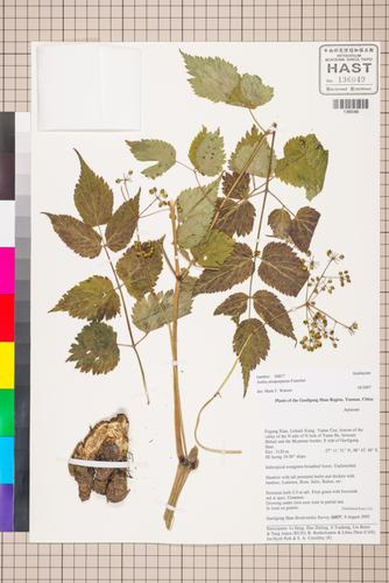 Aralia atropurpurea photo 2