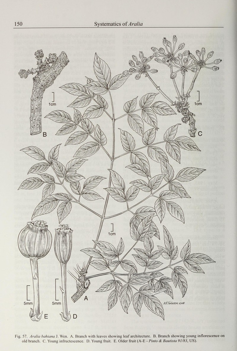 Aralia bahiana