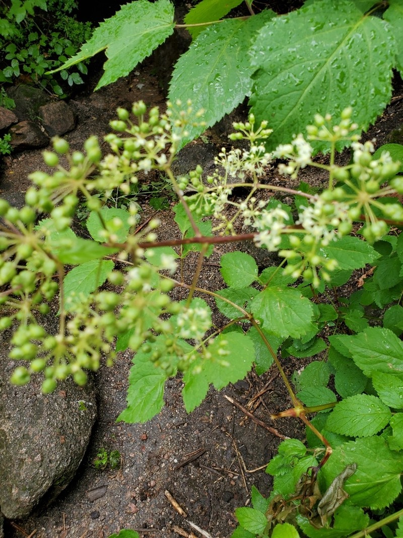 Aralia bicrenata