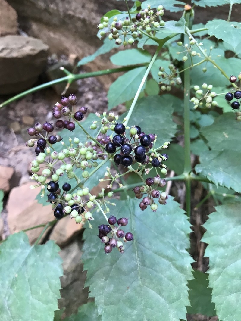 Aralia bicrenata photo 2