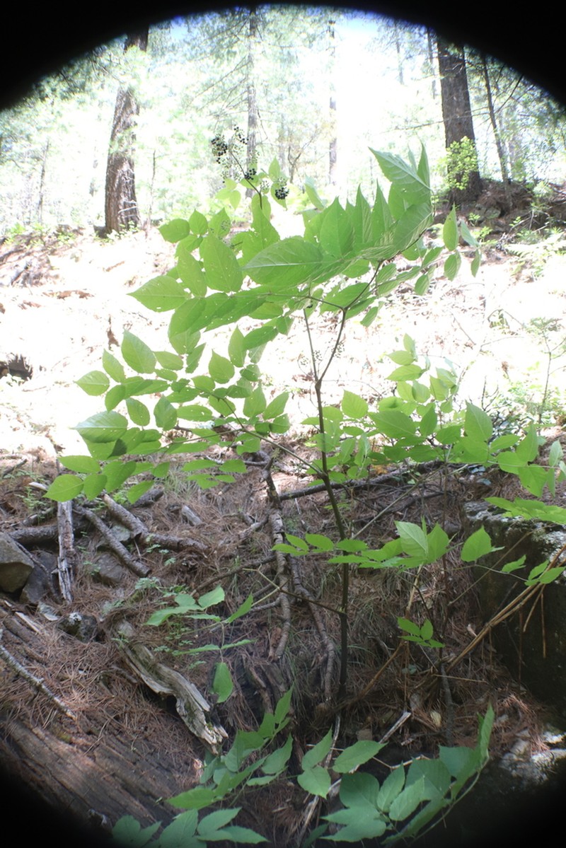 Aralia bicrenata photo 3