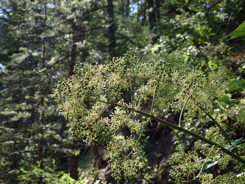 Aralia bicrenata photo 4