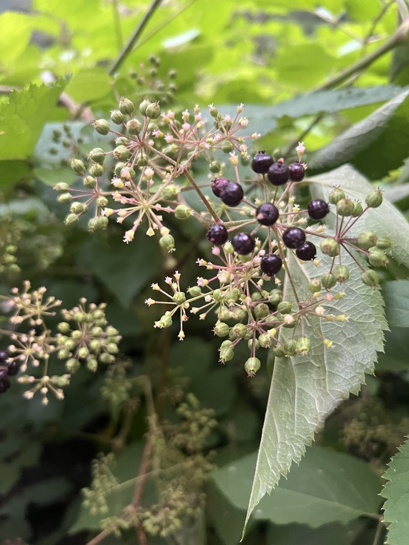 Aralia bicrenata photo 5