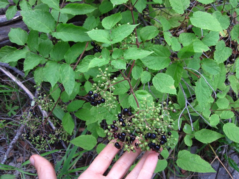 Aralia bicrenata photo 6