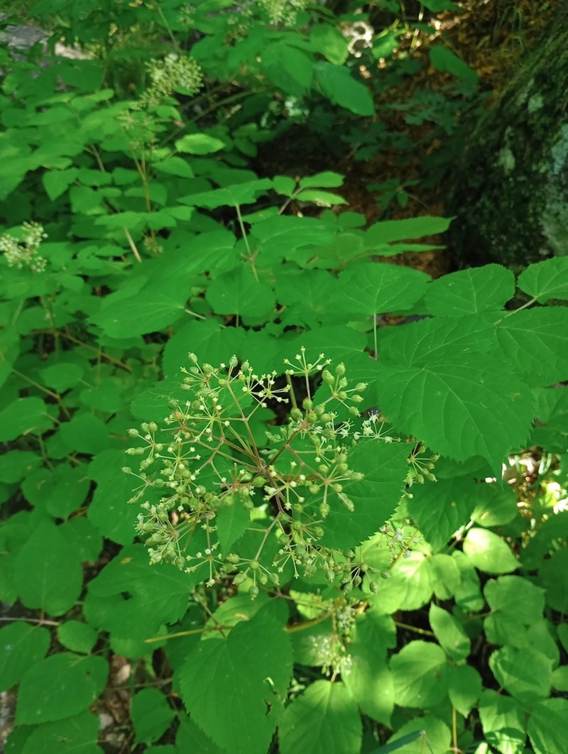 Aralia bicrenata photo 7
