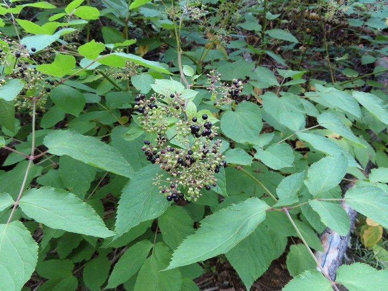 Aralia bicrenata photo 8