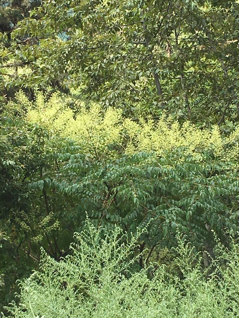 Aralia bipinnata photo 2