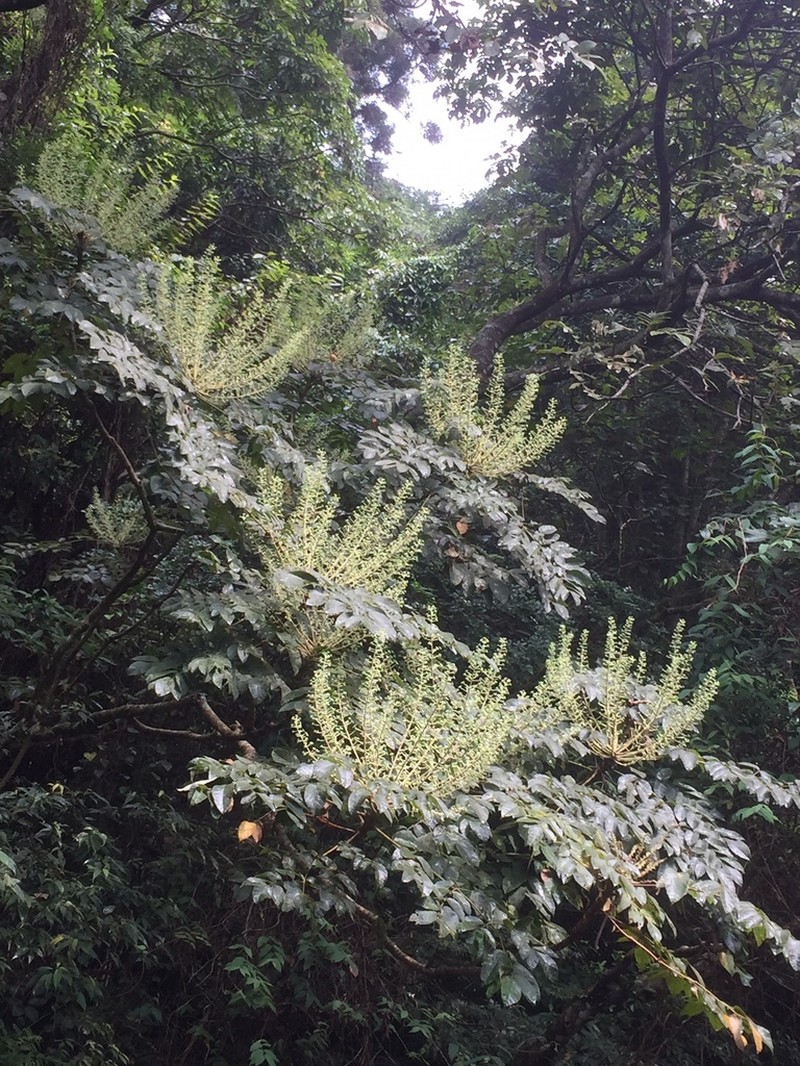 Aralia bipinnata photo 3