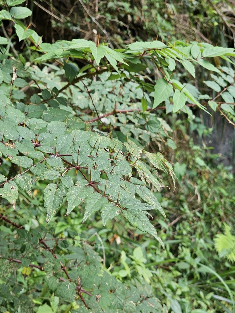 Aralia bipinnata photo 4