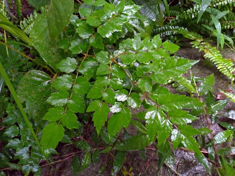 Aralia bipinnata photo 5