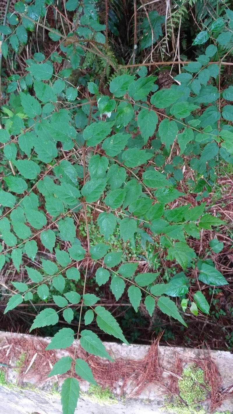 Aralia bipinnata photo 6
