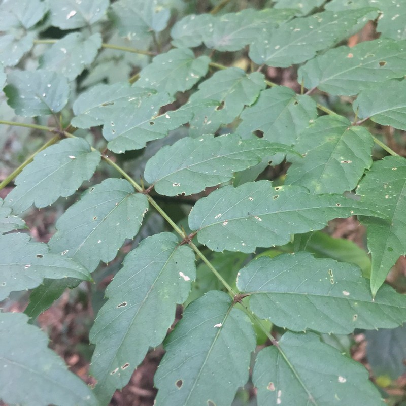Aralia bipinnata photo 7