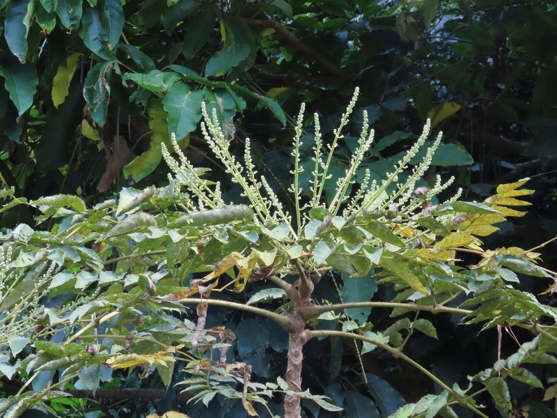 Aralia bipinnata photo 8