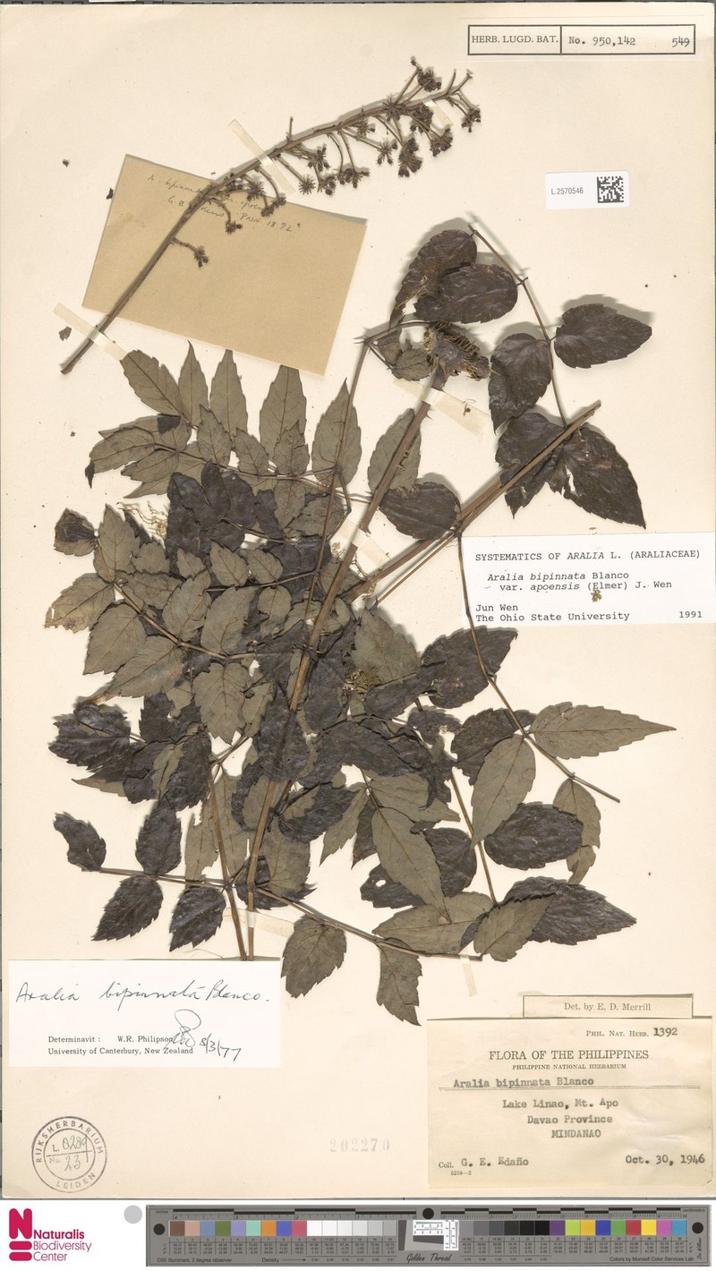 Aralia bipinnata var. apoensis