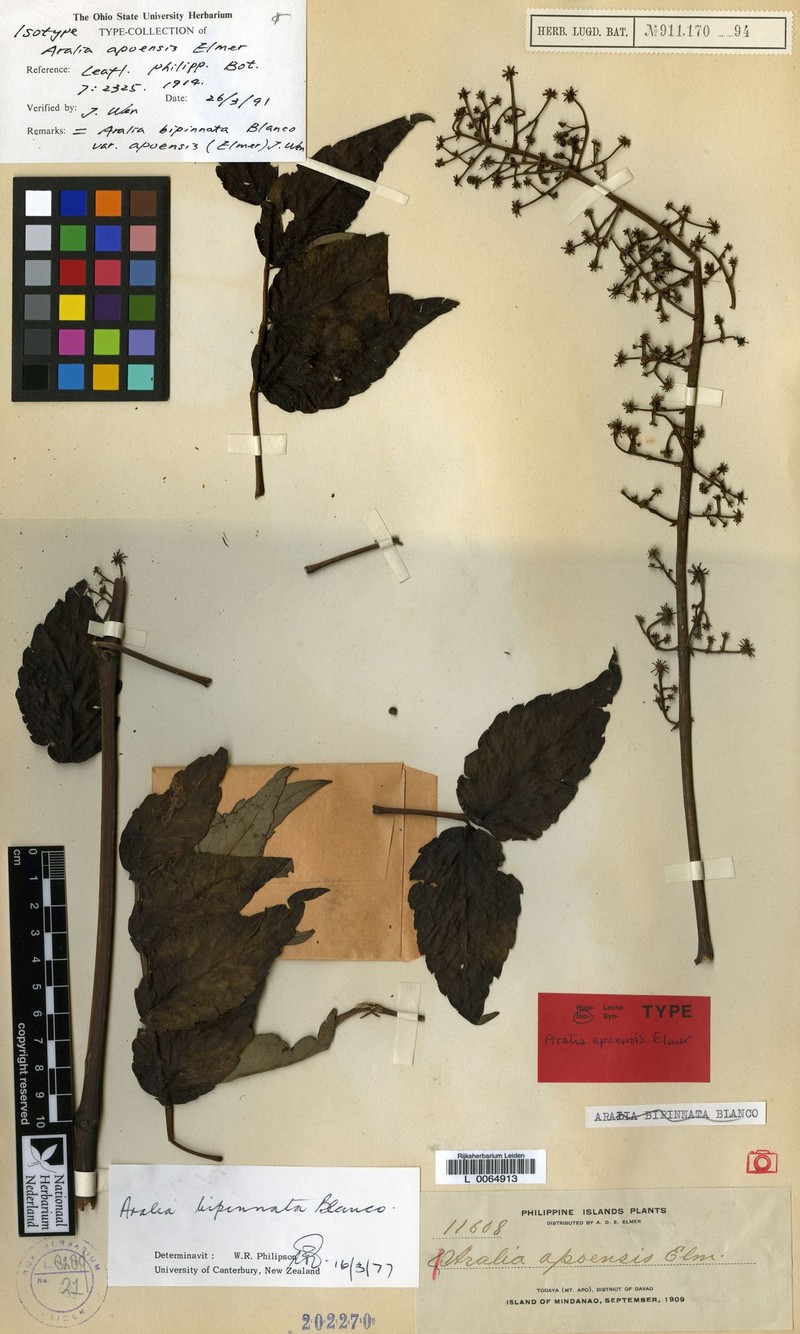 Aralia bipinnata var. apoensis photo 2