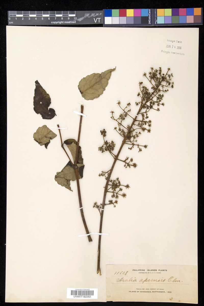 Aralia bipinnata var. apoensis photo 3