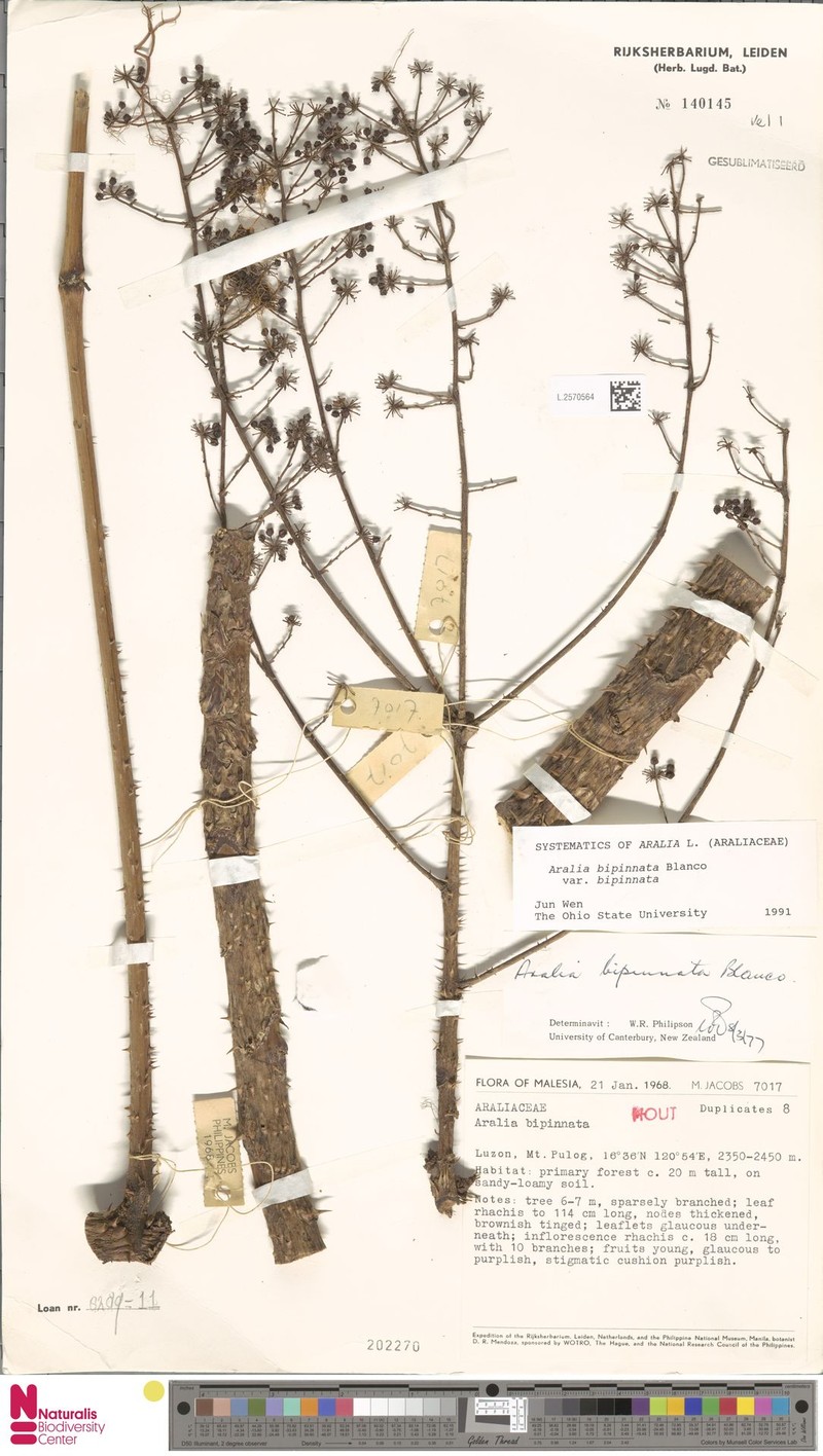 Aralia bipinnata var. bipinnata photo 3
