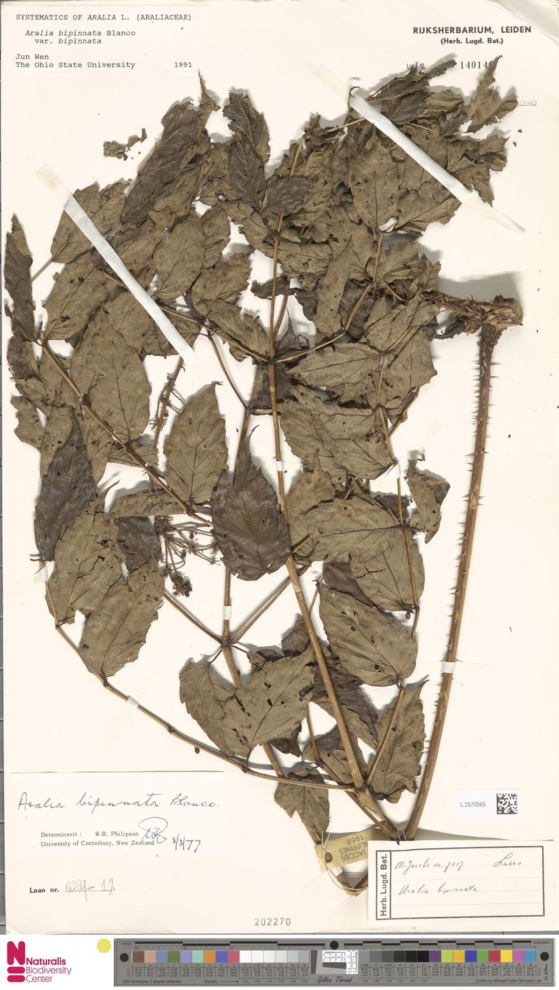 Aralia bipinnata var. bipinnata photo 4