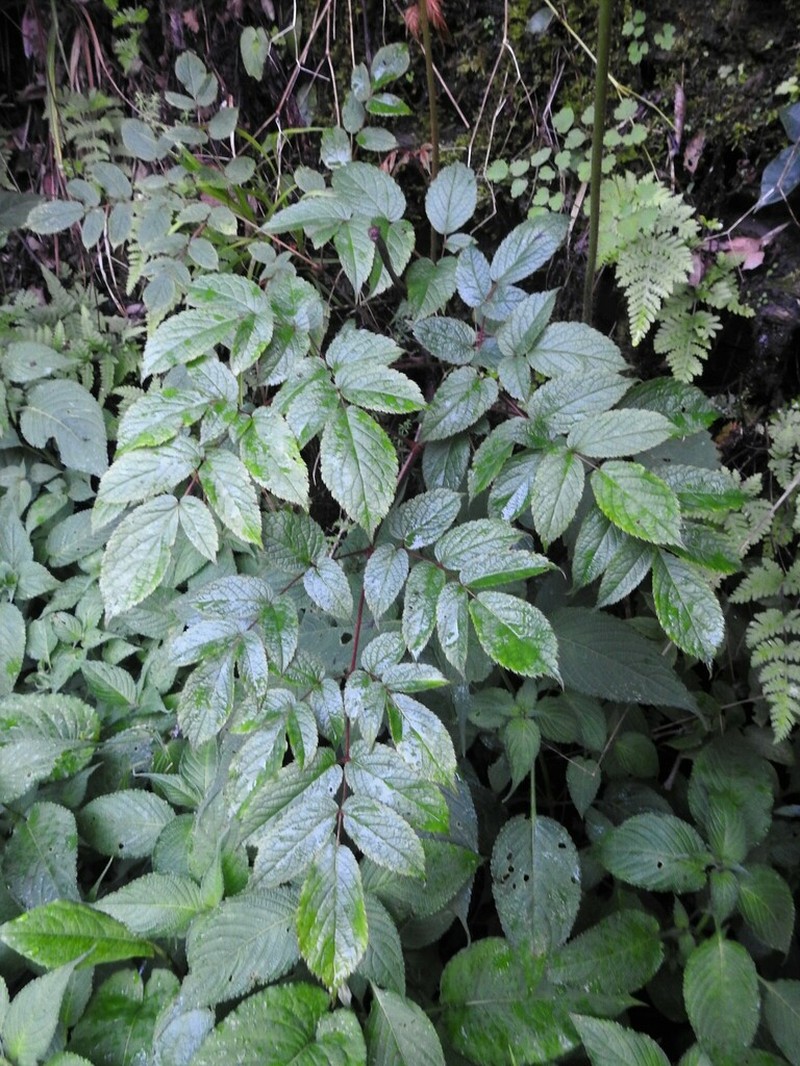 Aralia cachemirica
