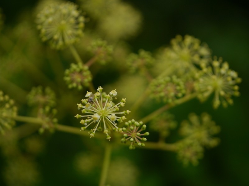 Aralia cachemirica photo 2