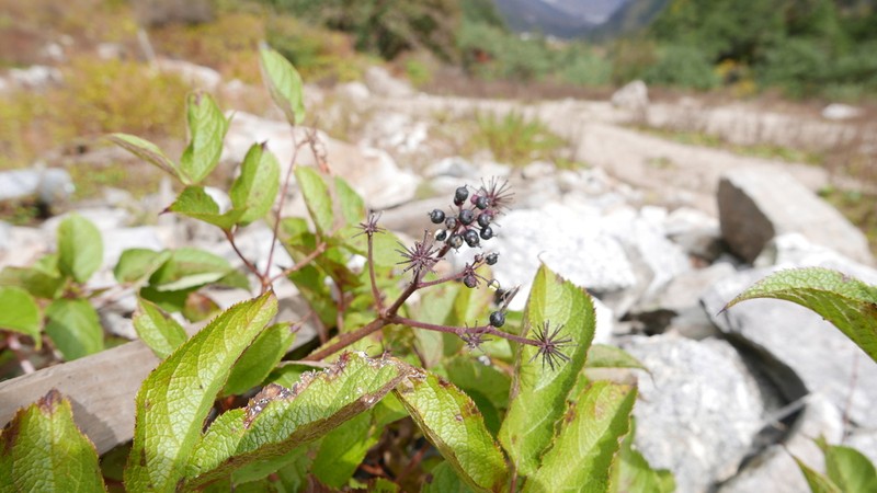 Aralia cachemirica photo 3