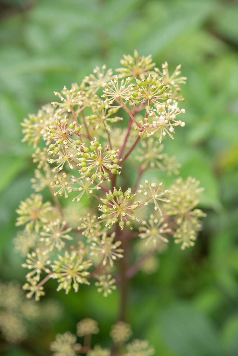 Aralia cachemirica photo 4