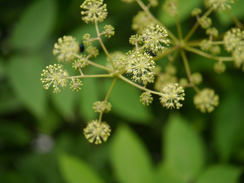 Aralia cachemirica photo 5