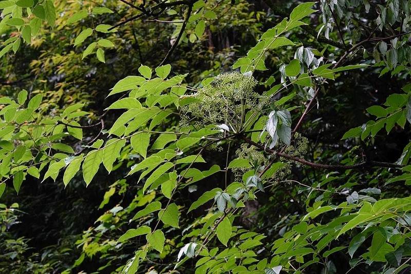 Aralia cachemirica photo 6