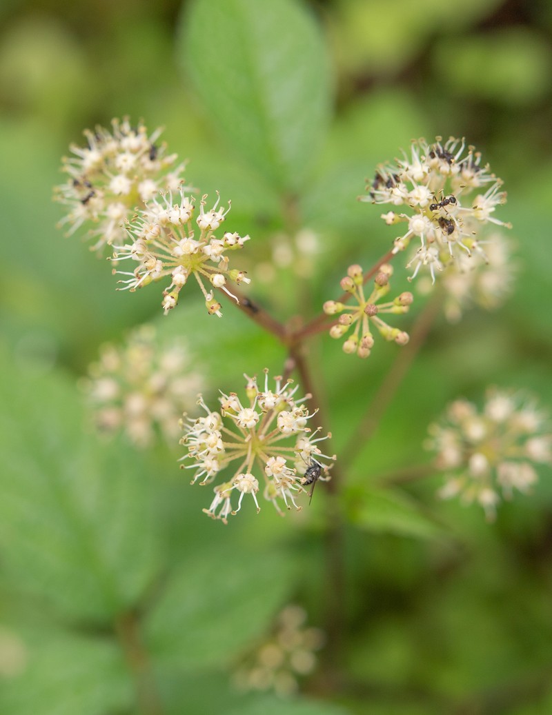 Aralia cachemirica photo 8