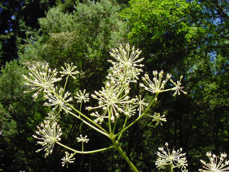 California Spikenard photo 2