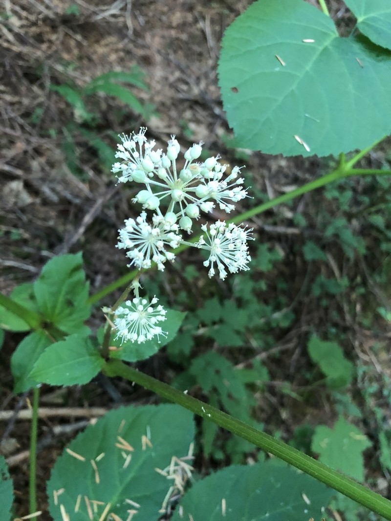 California Spikenard photo 3