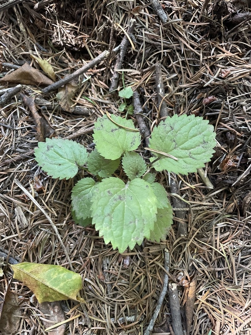 California Spikenard photo 4