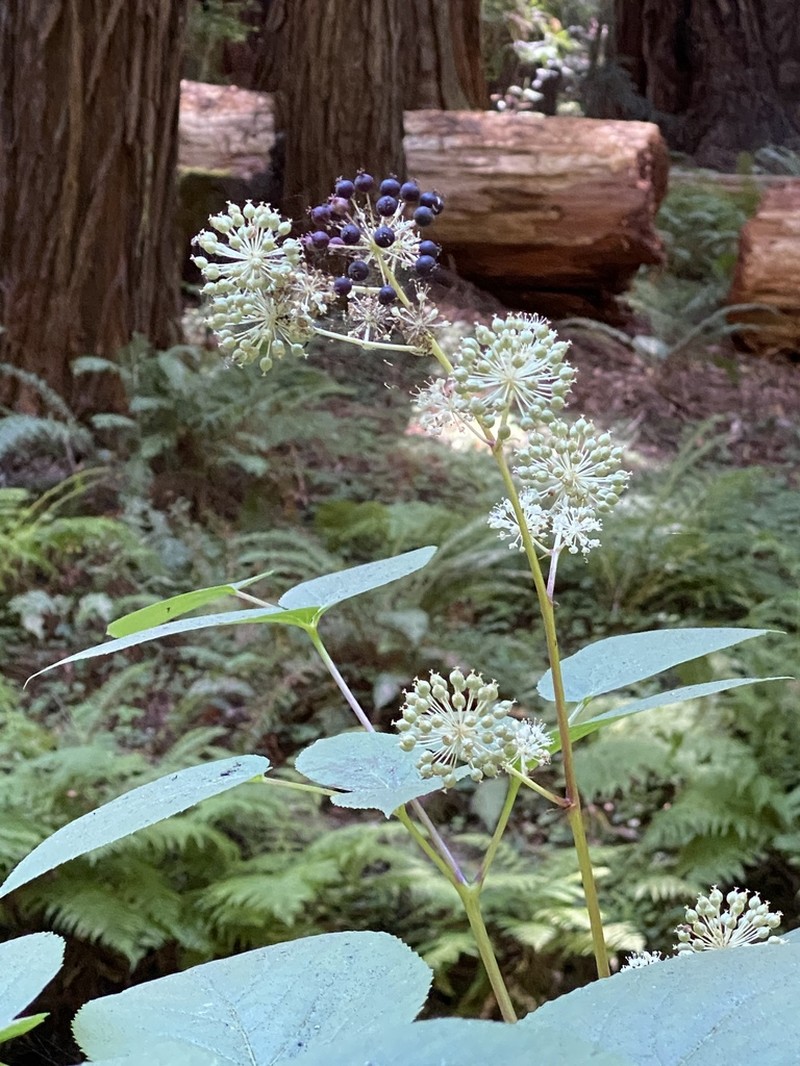 California Spikenard photo 5