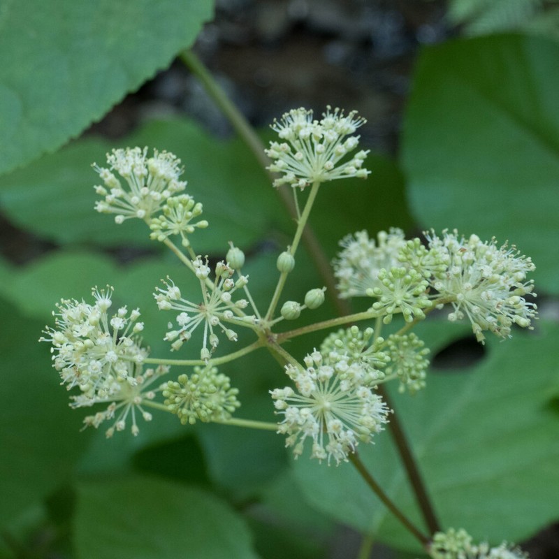 California Spikenard photo 6
