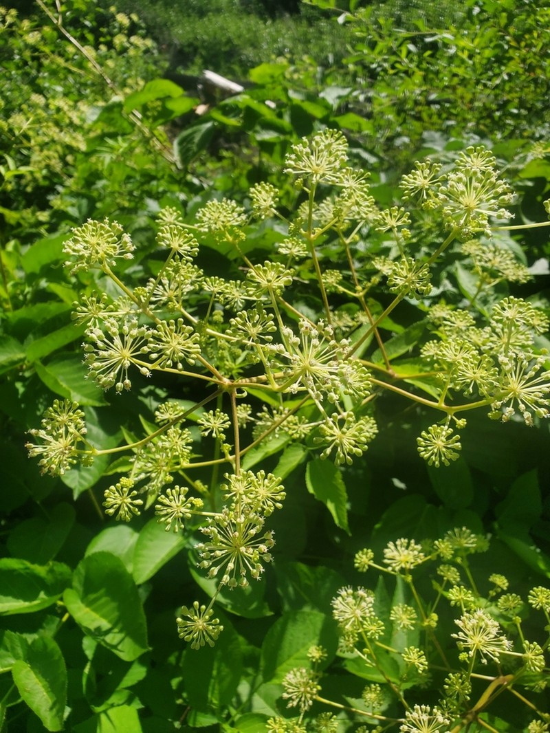 California Spikenard photo 7