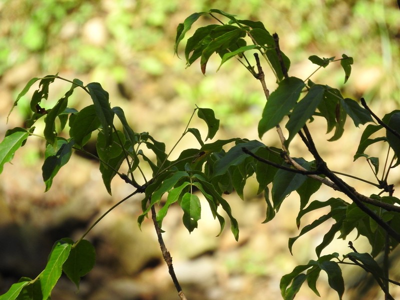 Aralia castanopsicola