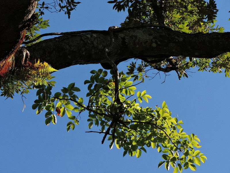 Aralia castanopsicola photo 2