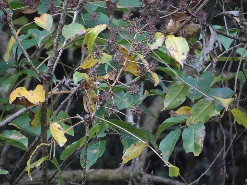 Aralia castanopsicola photo 3