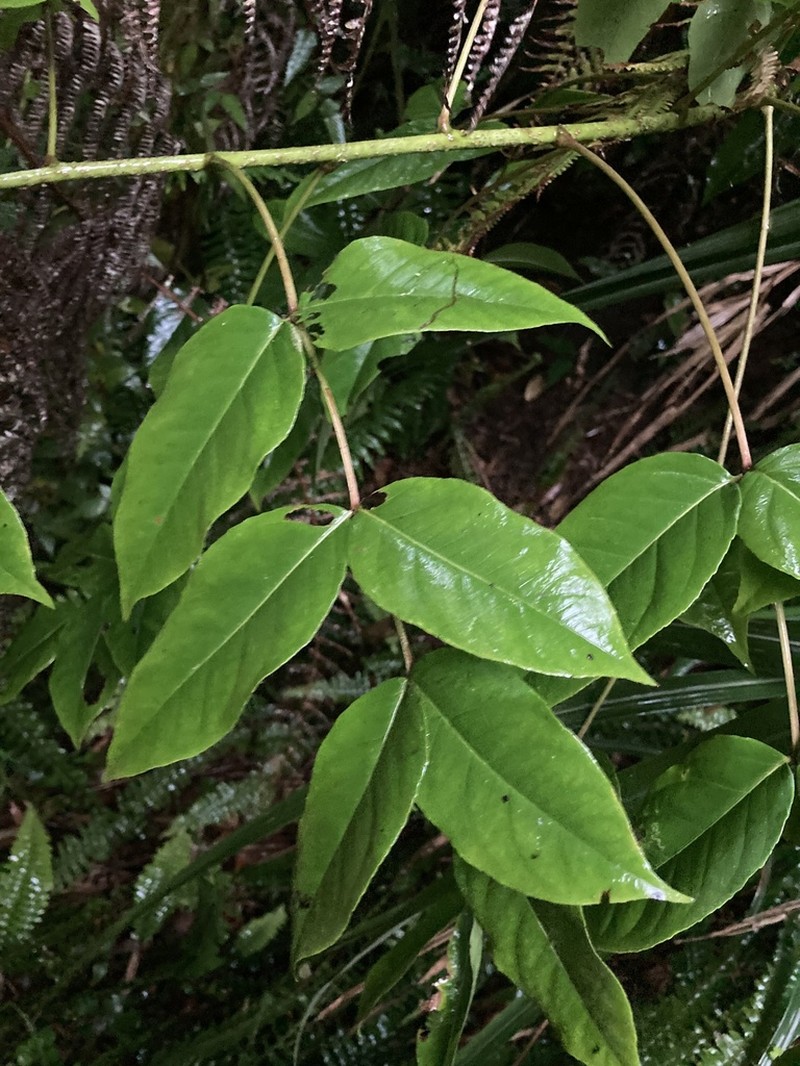 Aralia castanopsicola photo 4