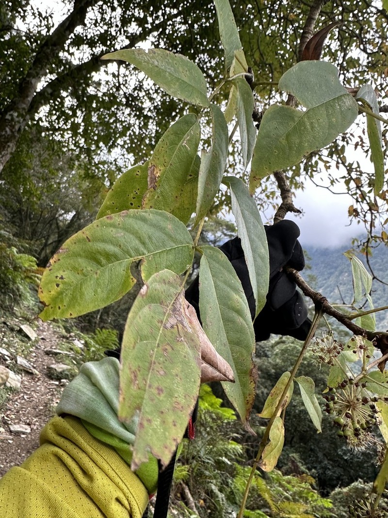 Aralia castanopsicola photo 6