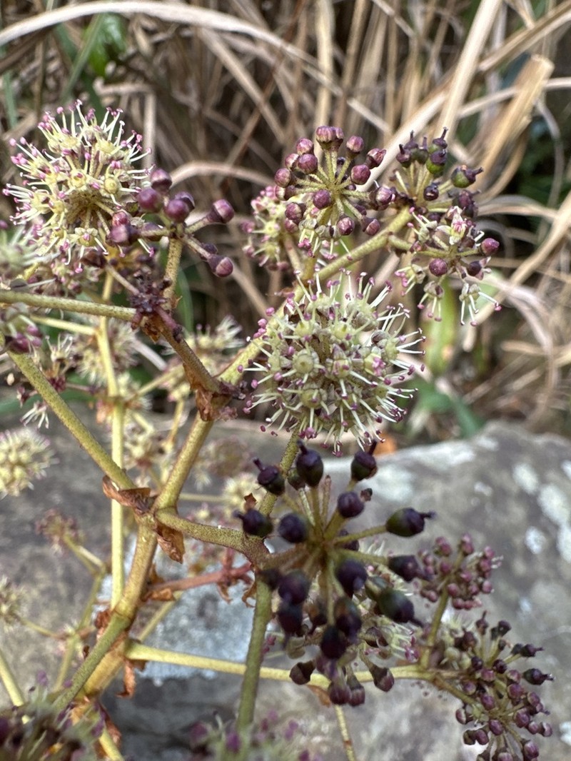 Aralia castanopsicola photo 7