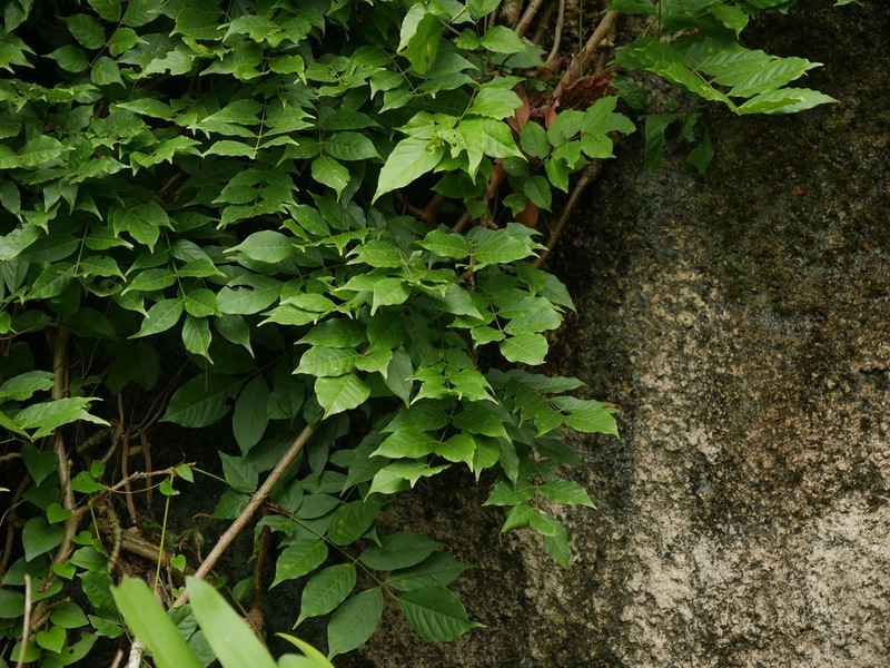 Aralia castanopsicola photo 8