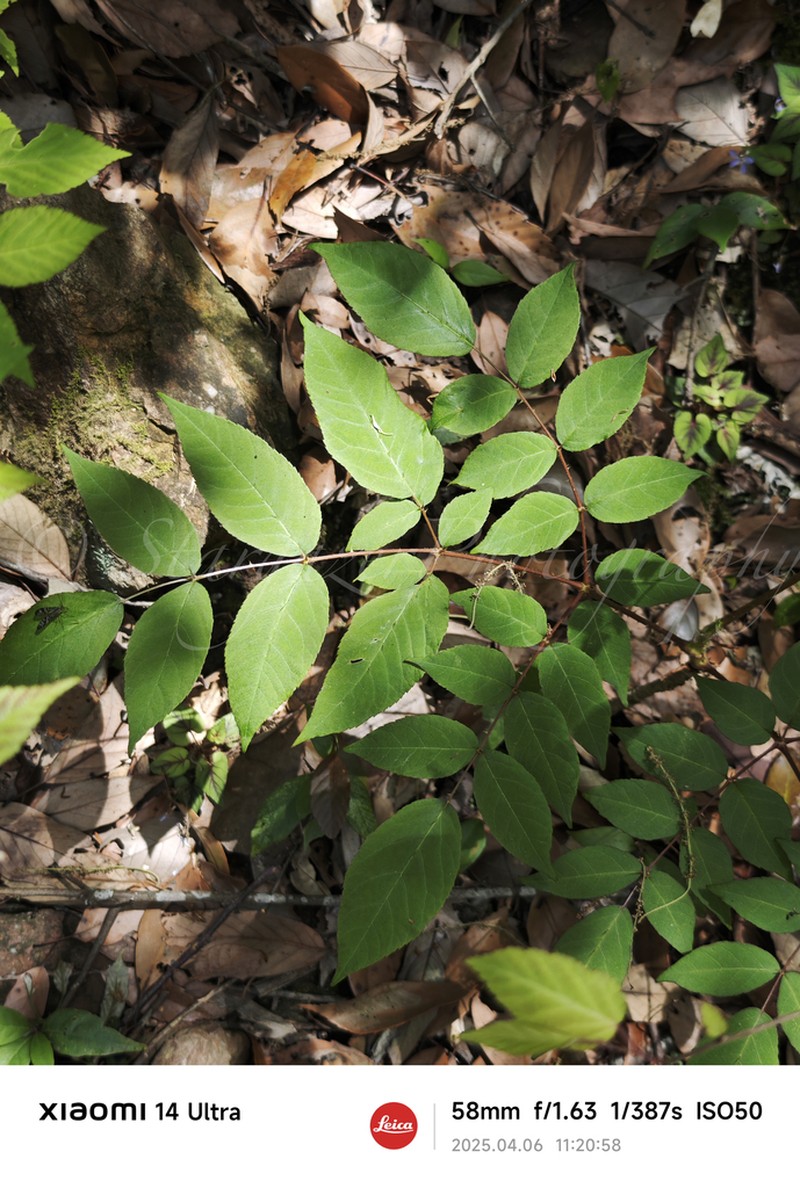 Chinese Angelica Tree