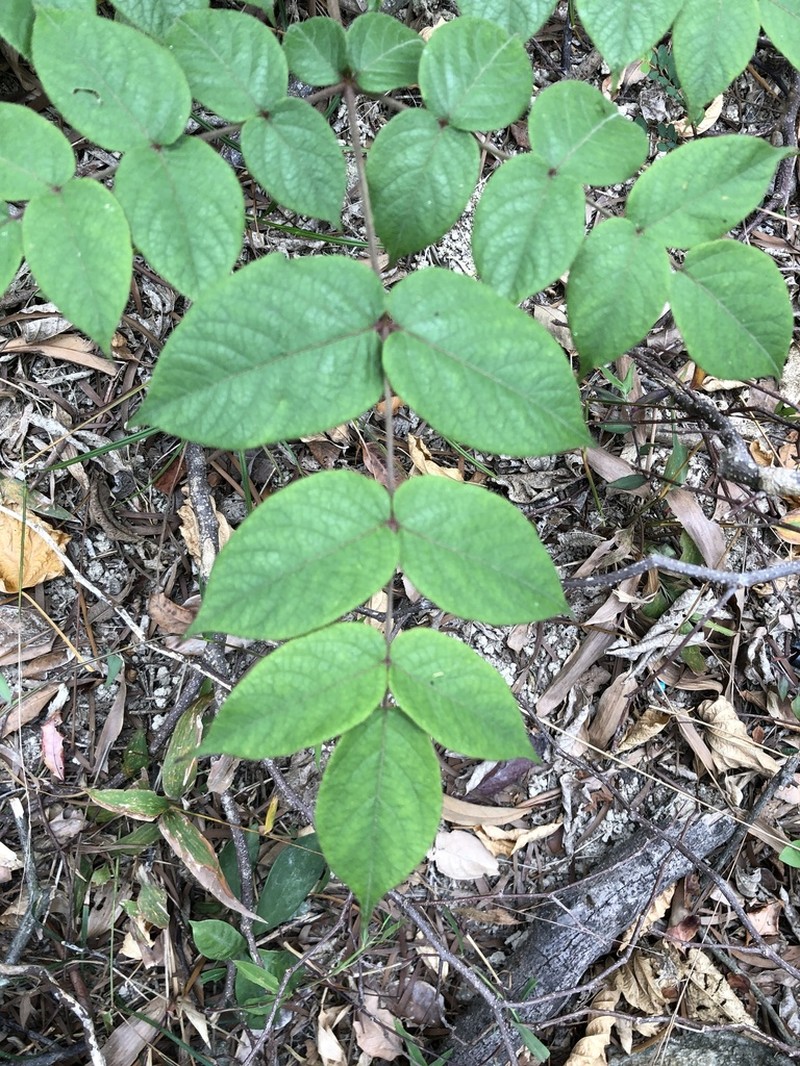 Chinese Angelica Tree photo 2