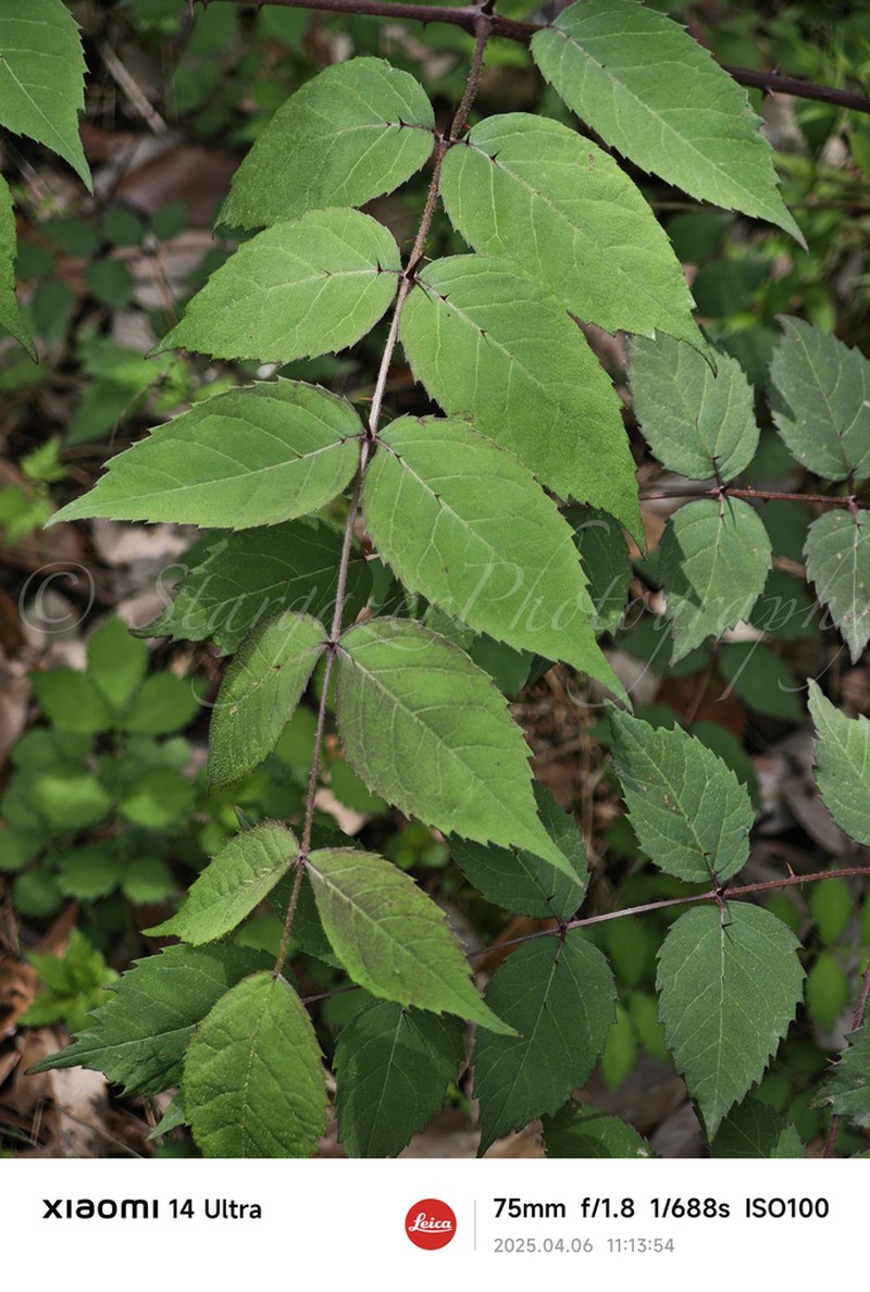Chinese Angelica Tree photo 3